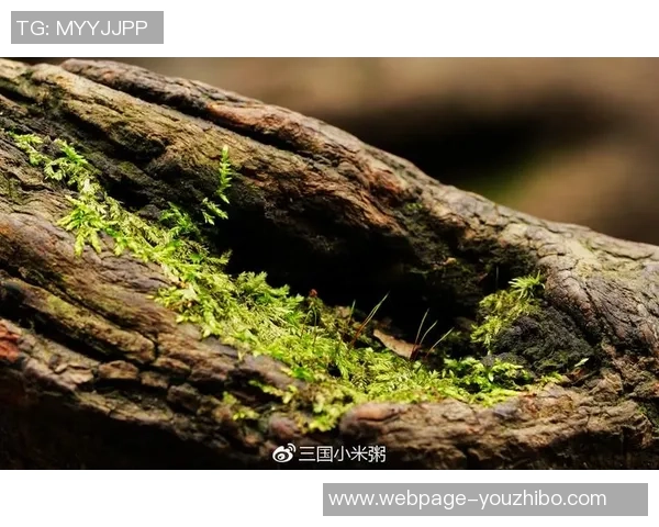 23与24的对比图片分析揭示了两者之间的细微差异与独特魅力